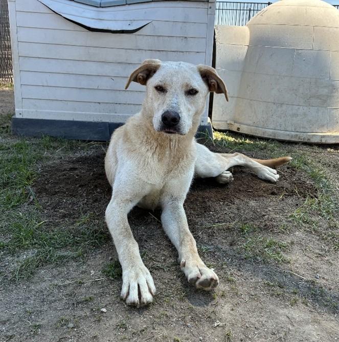 Enlarge Harley , an adopted Labrador Retriever in Delano, CA image 2/2