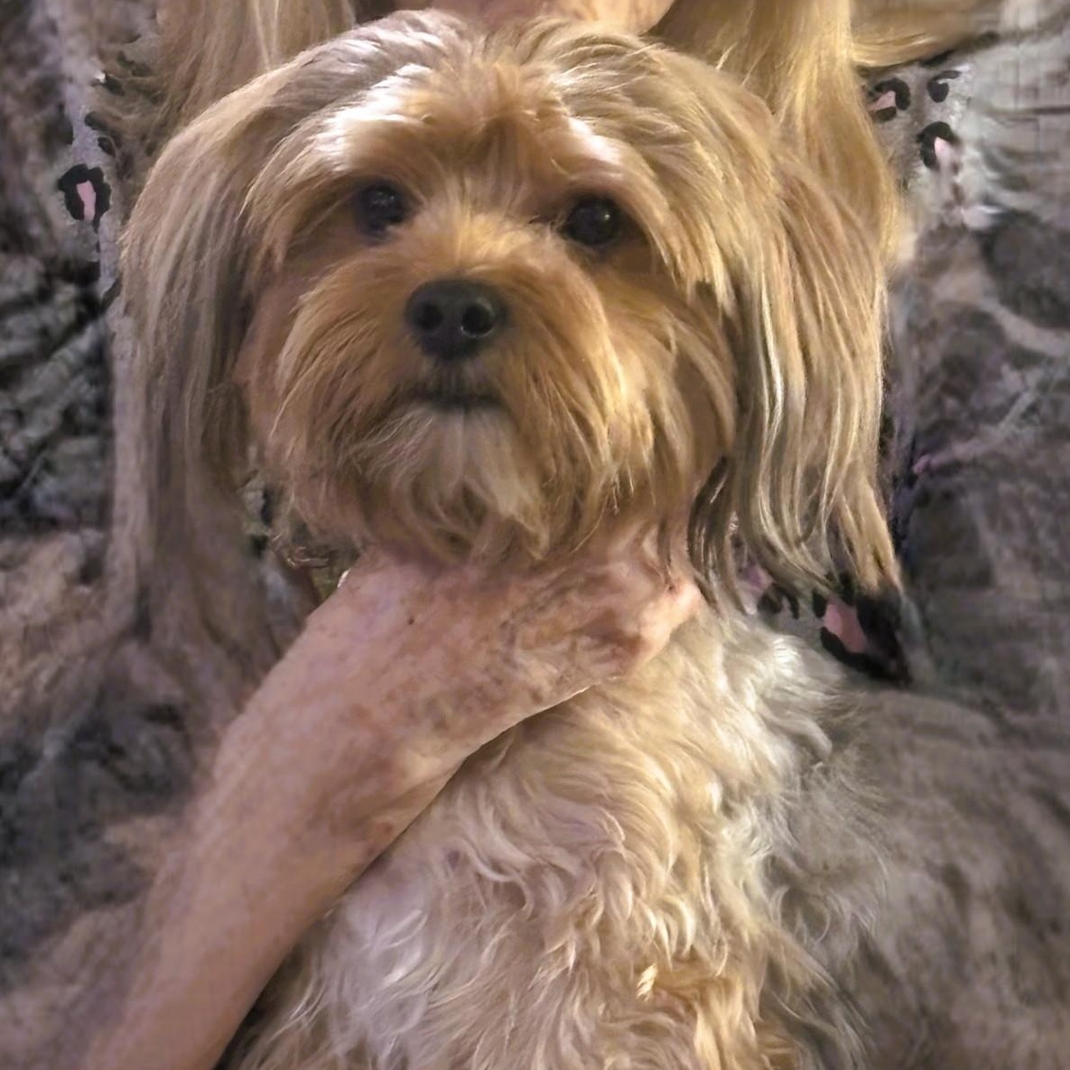Enlarge Frisco, an adopted Yorkshire Terrier in Phoenix, AZ image 2/3