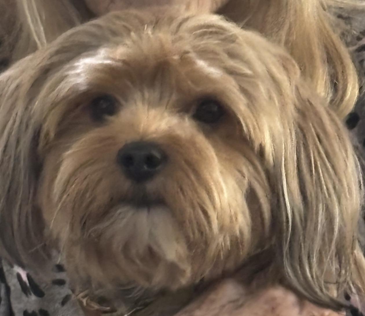 Frisco, adopted, Young Male Yorkshire Terrier.