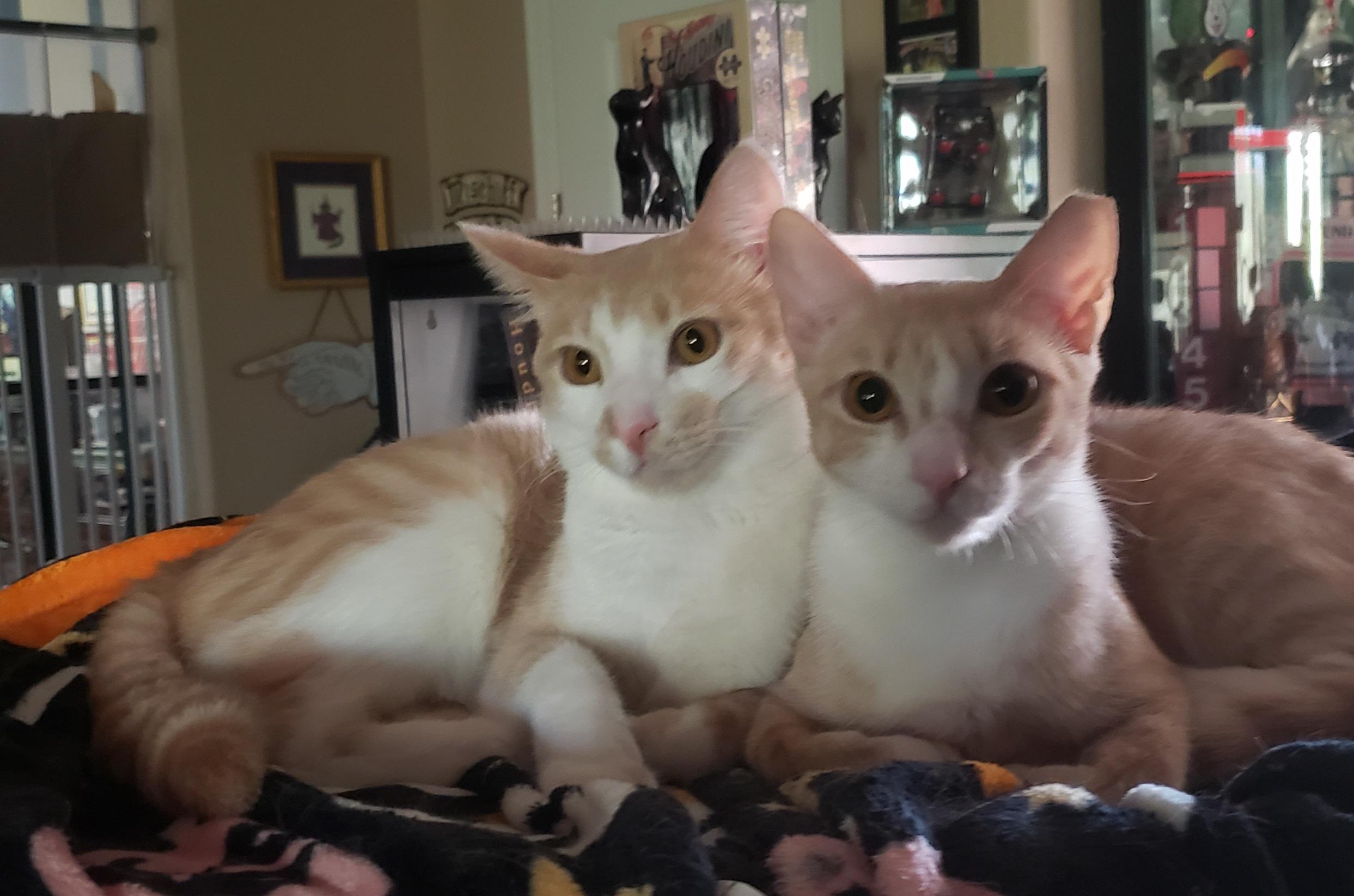 Michaelangelo & Butterscotch, a Adoptable Domestic Short Hair in Gilbert, AZ image 2/3