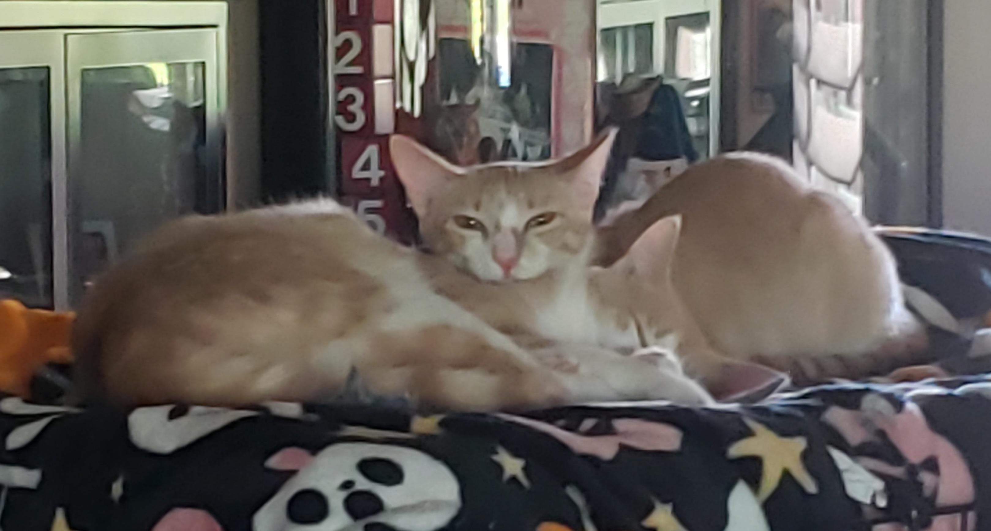 Michaelangelo & Butterscotch, a Adoptable Domestic Short Hair in Gilbert, AZ image 3/3