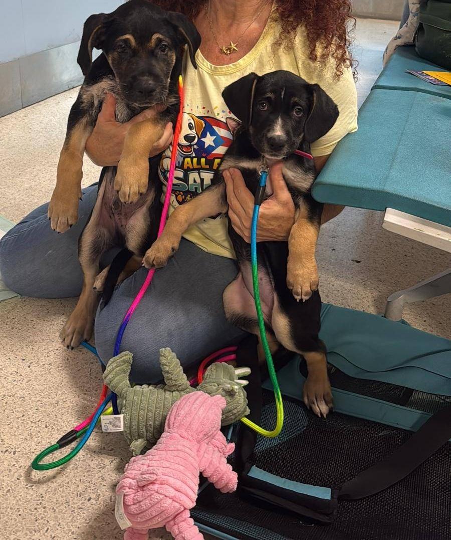 Rique', an adoptable mixed breed in Orlando, FL image 4/6