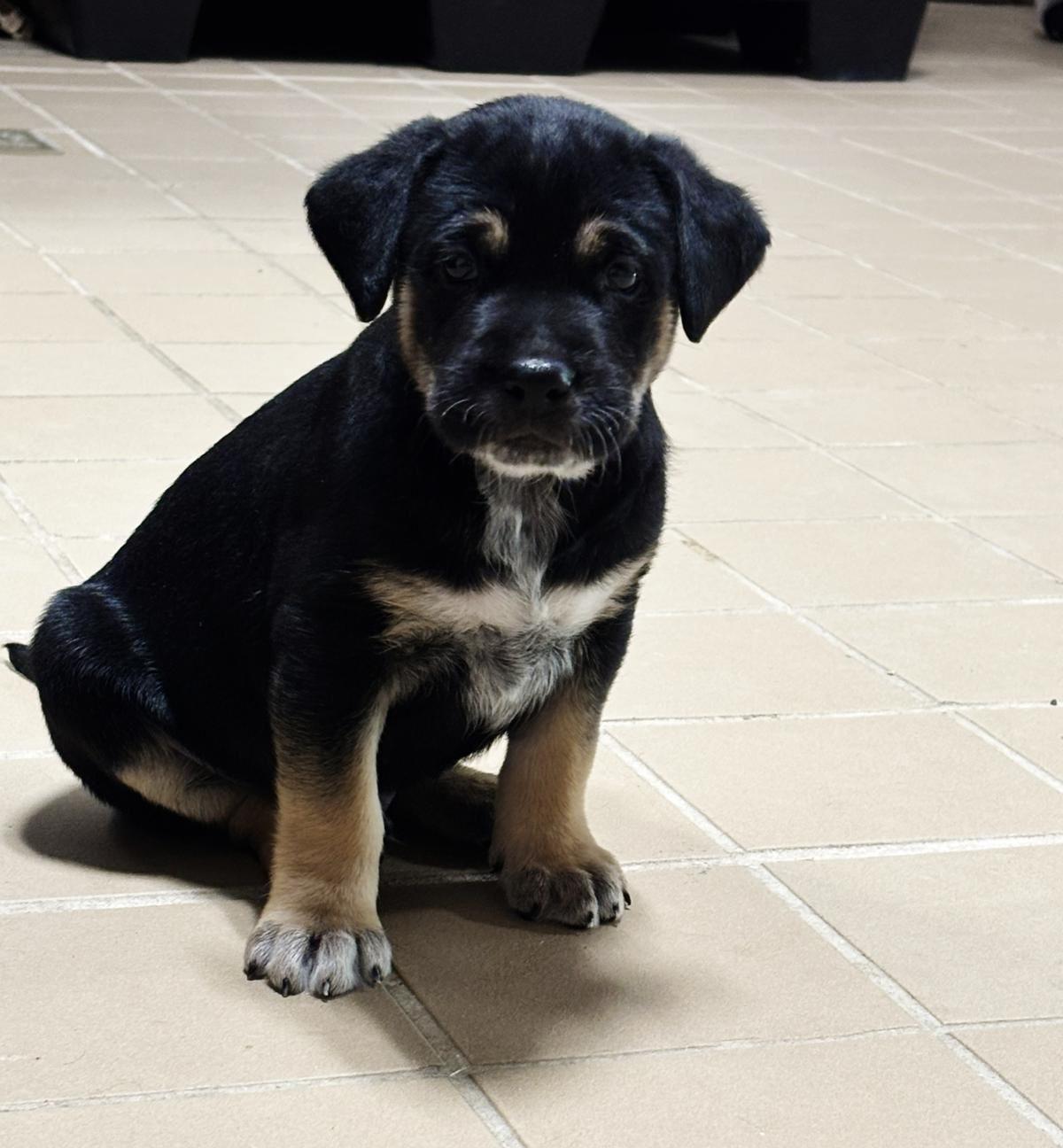 Enlarge Rique, an adoptable Mixed Breed in Orlando, FL image 4/6