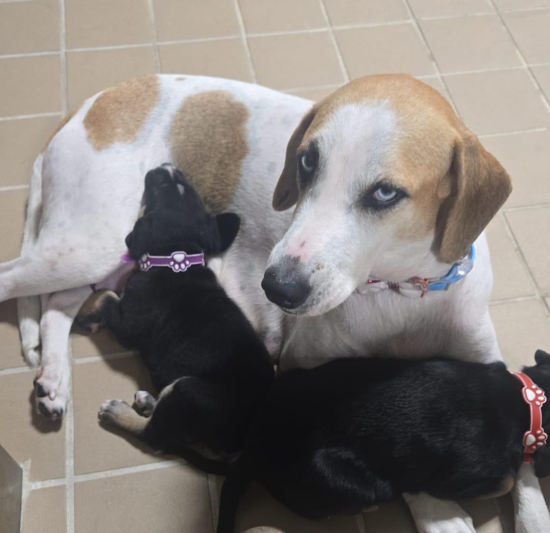 Enlarge Rique, an adoptable Mixed Breed in Orlando, FL image 5/6