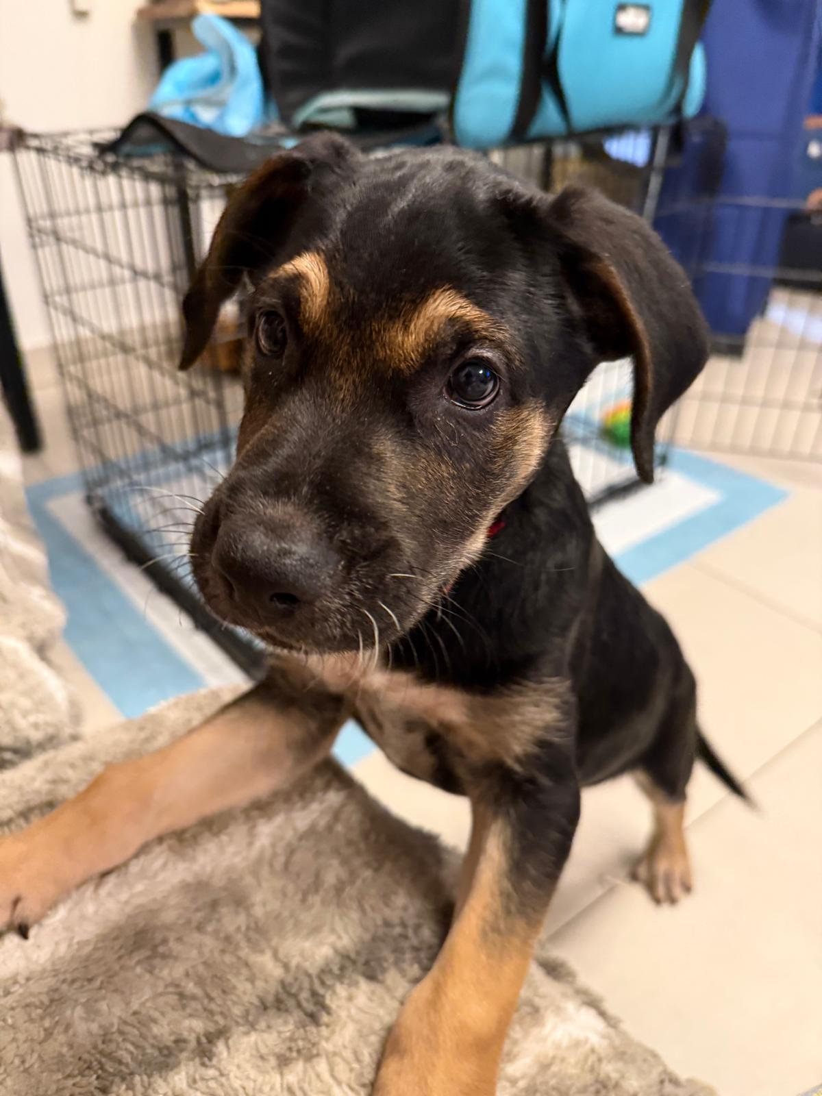 Enlarge Rique, an adoptable Mixed Breed in Orlando, FL image 3/6