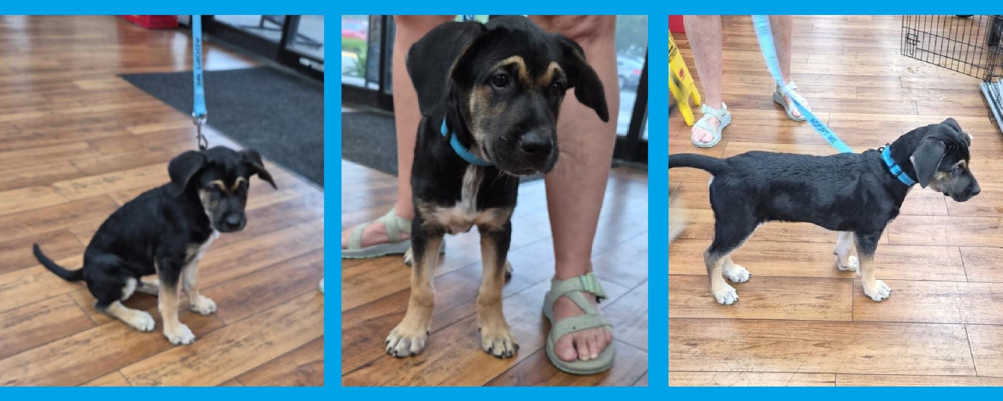 Rique', adoptable, Puppy Male Hound & Shepherd.