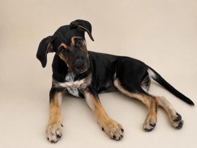 Rique', an adoptable mixed breed in Orlando, FL image 2/6