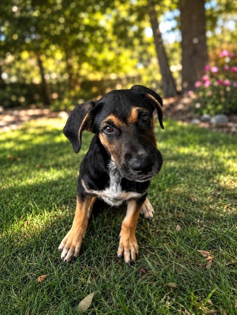 Rique', an adoptable mixed breed in Orlando, FL image 4/6