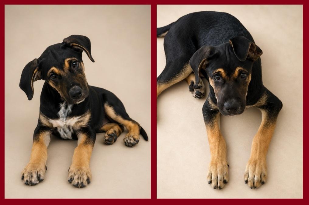 Rique', an adoptable mixed breed in Orlando, FL image 3/6