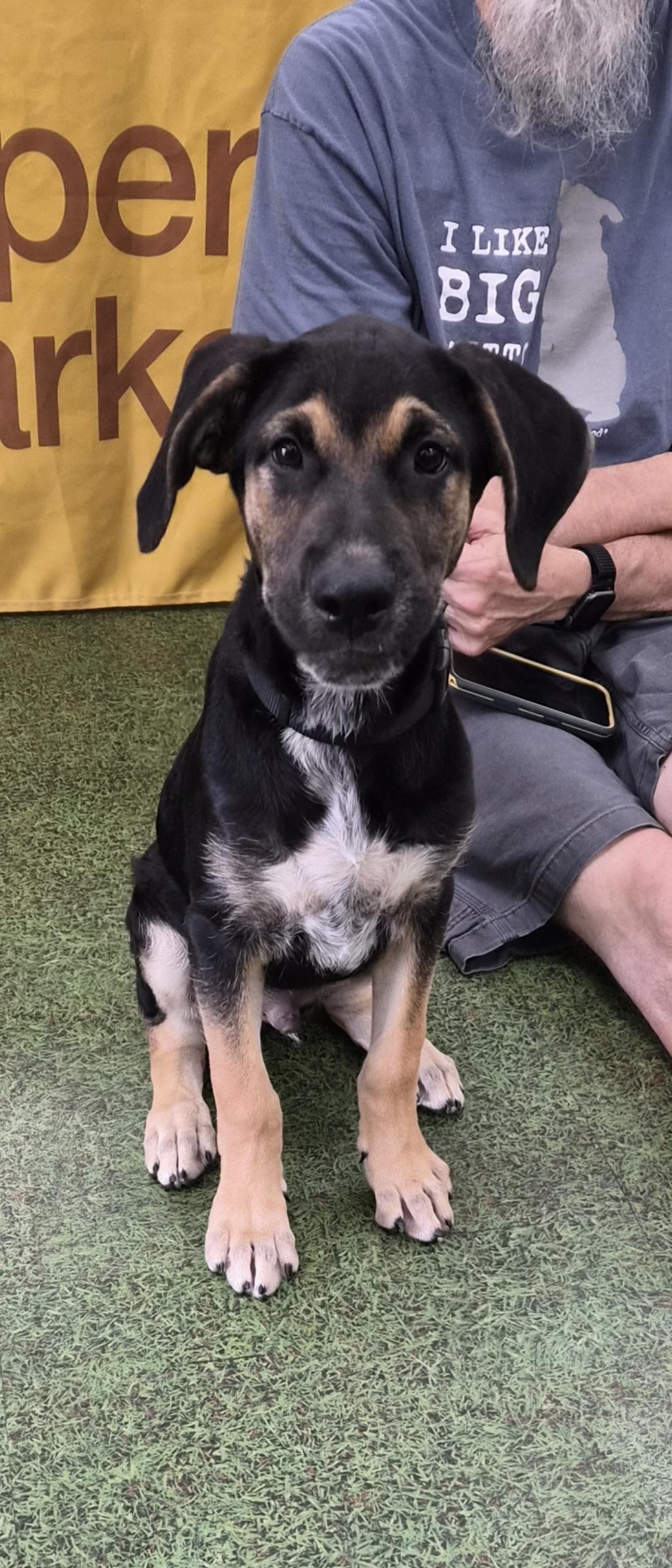 Rique', adoptable, Puppy Male Hound & Shepherd.
