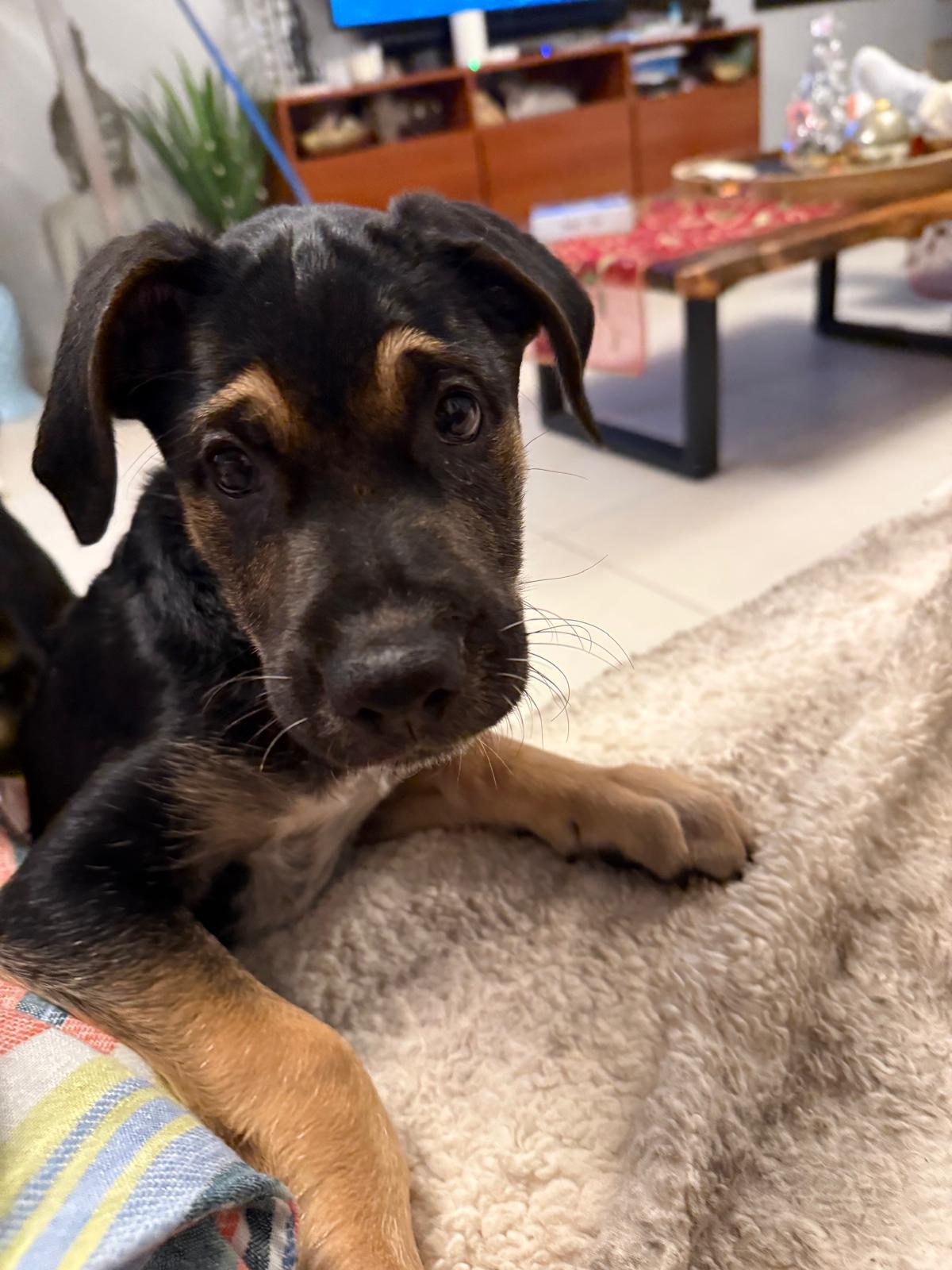 Enlarge Rique, an adoptable Mixed Breed in Orlando, FL image 2/6
