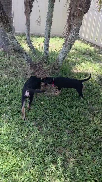 Enlarge Rique', an adoptable mixed breed in Orlando, FL video 6/6