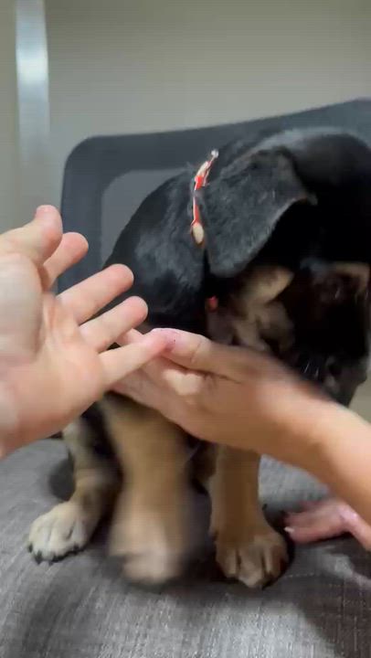 Enlarge Rique, an adoptable Mixed Breed in Orlando, FL video 6/6