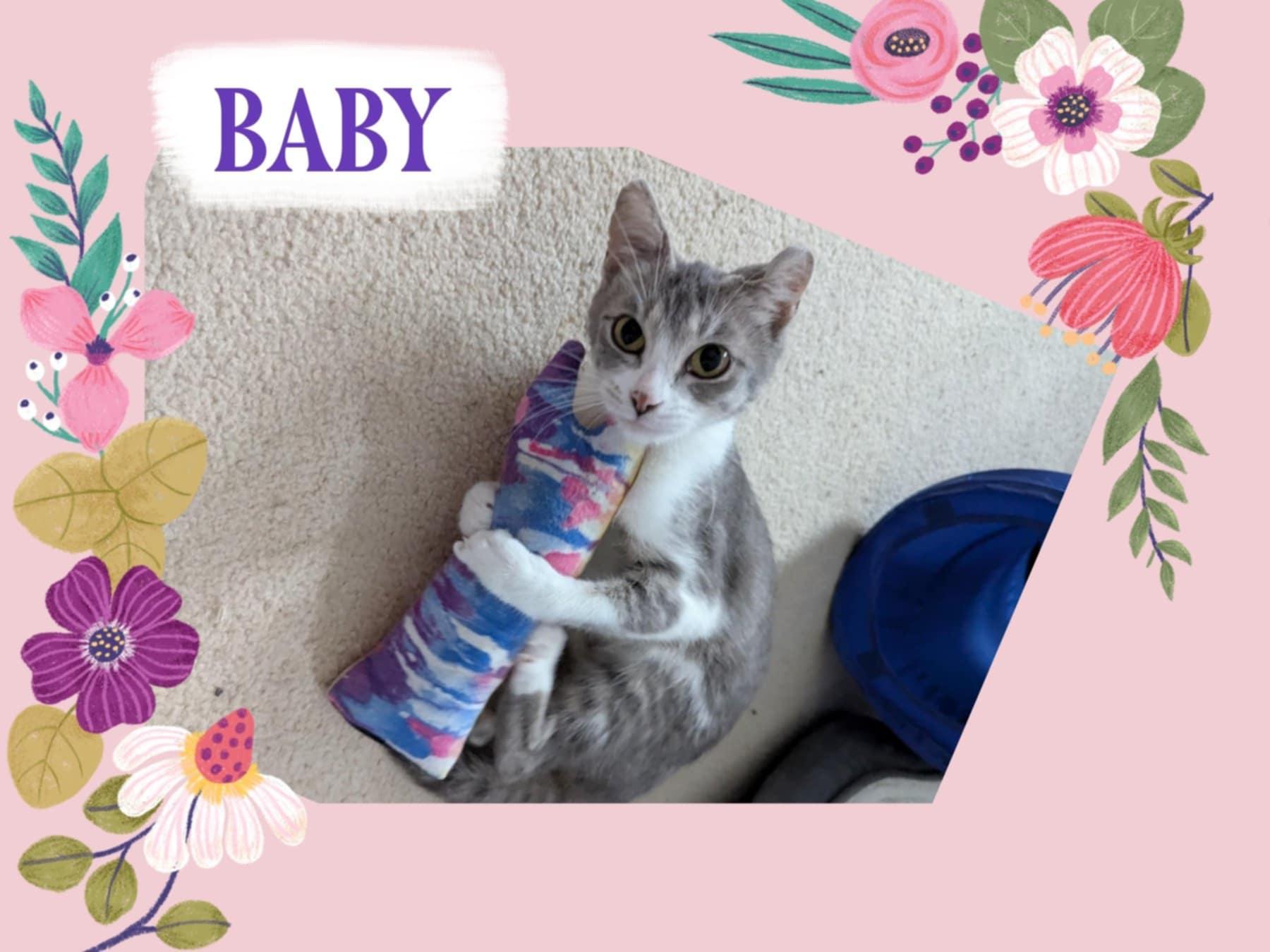 Enlarge BABY, a Adopted Domestic Short Hair in Fitchburg, WI image 1/3