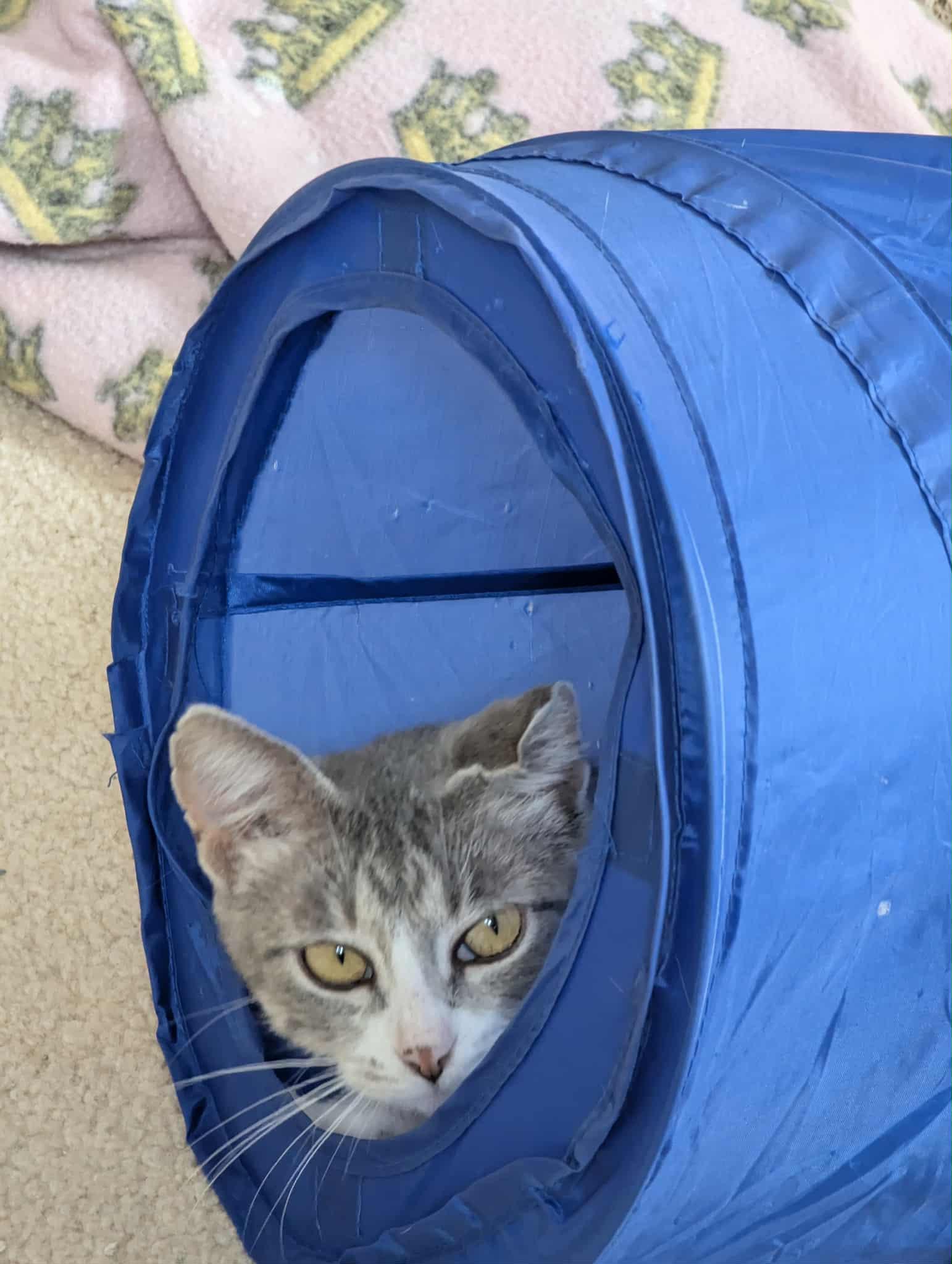 BABY, Adopted, Adult Female Domestic Short Hair.