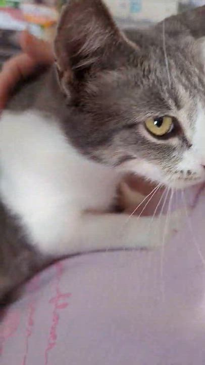 Enlarge BABY, a Adopted Domestic Short Hair in Fitchburg, WI video 3/3