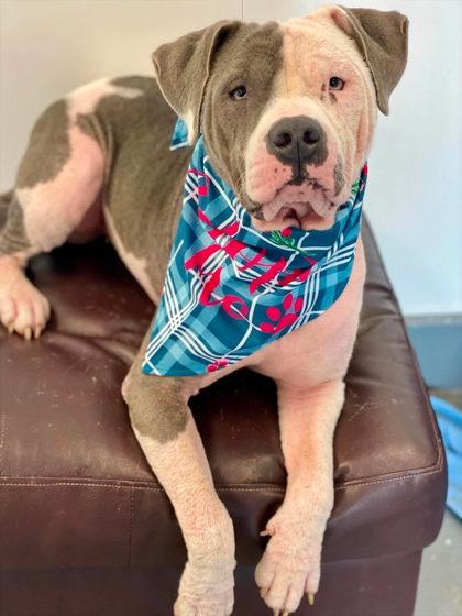 Daisy, Adoptable, Adult Female Mixed Breed & Mixed Breed.