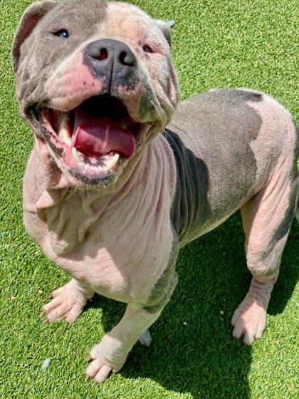 Enlarge Daisy, a Adoptable mixed breed in Munster, IN image 2/3