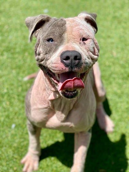 Enlarge Daisy, a Adoptable mixed breed in Munster, IN image 3/3