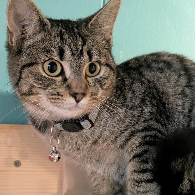 Enlarge Captain Fluffy, a Adoptable mixed breed in Johnstown, PA image 1/5