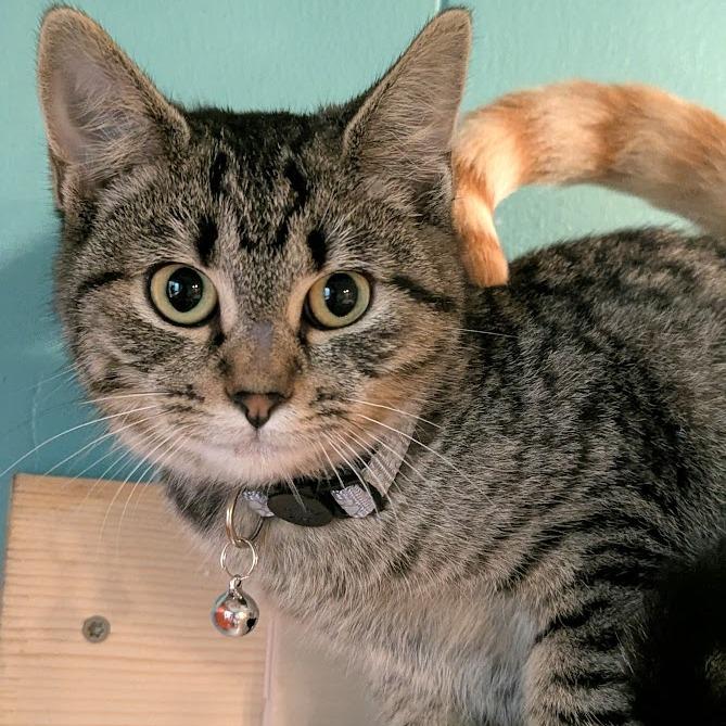 Enlarge Captain Fluffy, a Adoptable mixed breed in Johnstown, PA image 2/5