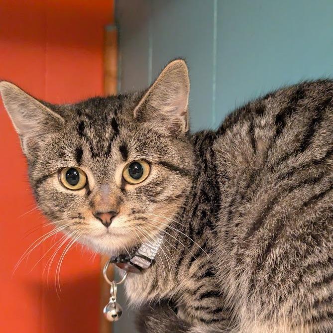 Enlarge Captain Fluffy, a Adoptable mixed breed in Johnstown, PA image 4/5