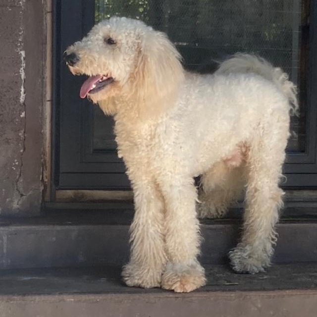 Enlarge Milo, a ADOPTABLE Goldendoodle in Bartonsville, PA image 2/3