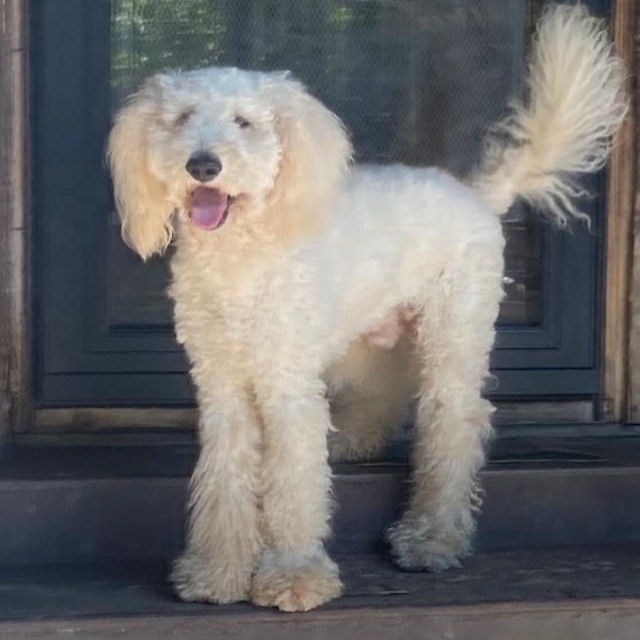 Milo, ADOPTABLE, Young Male Goldendoodle.