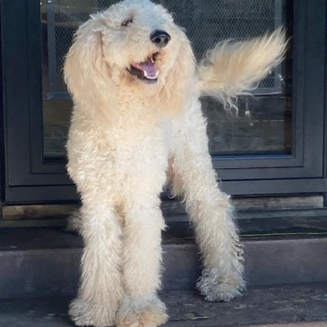 Enlarge Milo, a ADOPTABLE Goldendoodle in Bartonsville, PA image 3/3