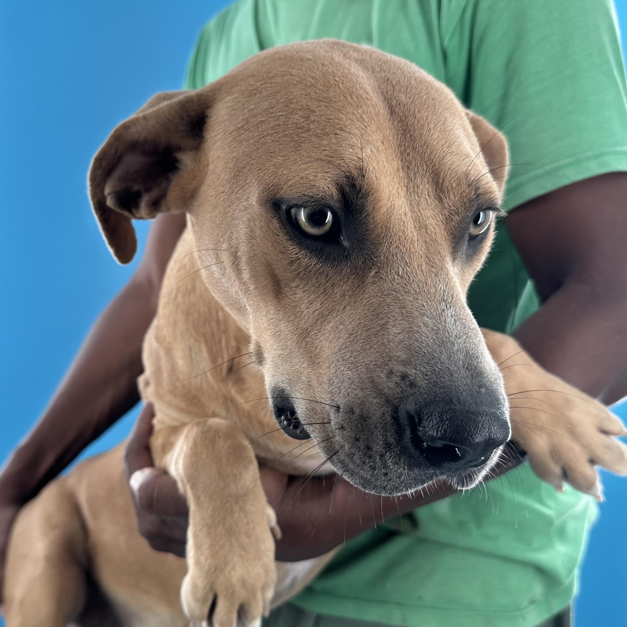Enlarge Bradley - Local October 9-11, a Adoptable mixed breed in Happy Valley , OR image 2/5