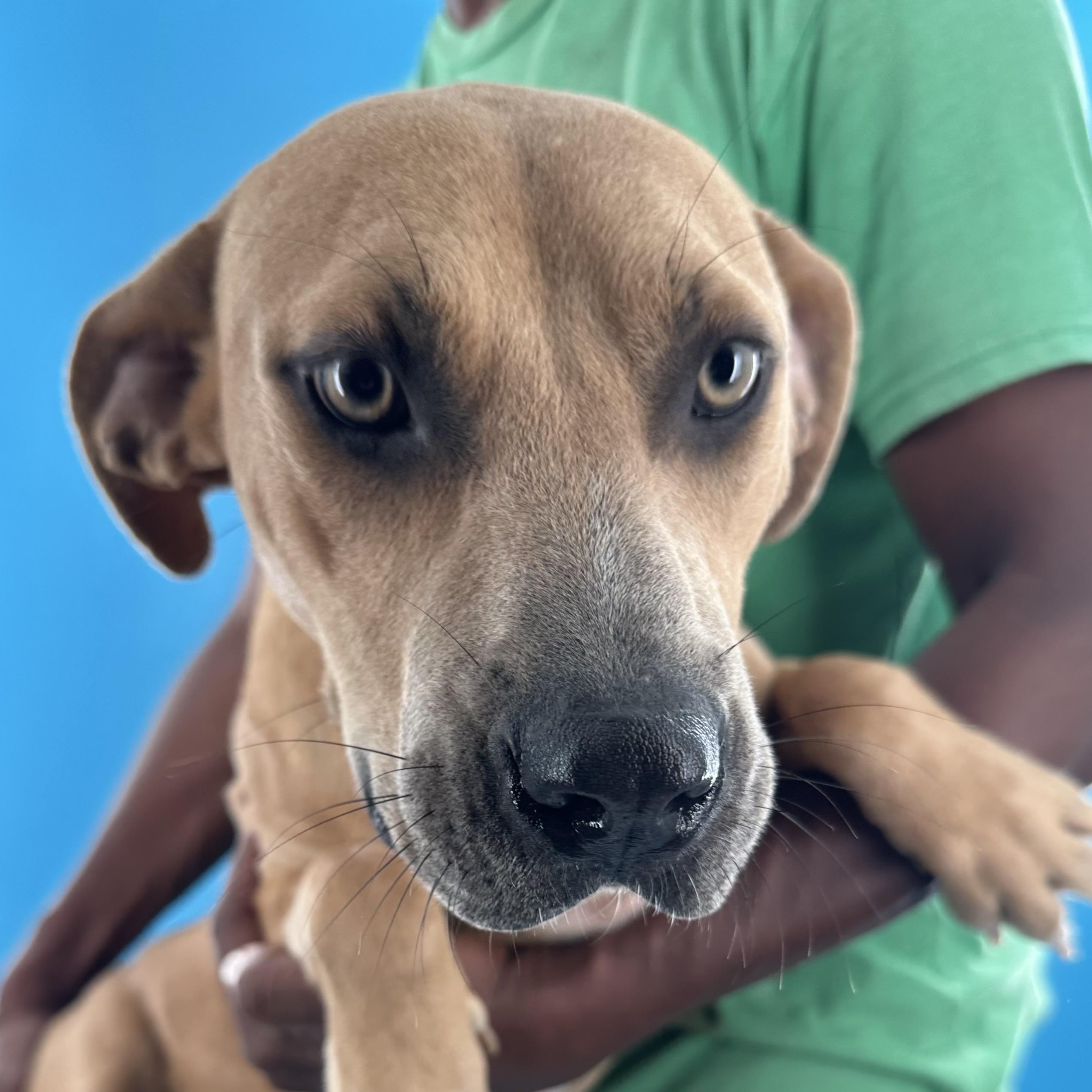 Bradley - Local October 9-11, Adoptable, Young Male Labrador Retriever.