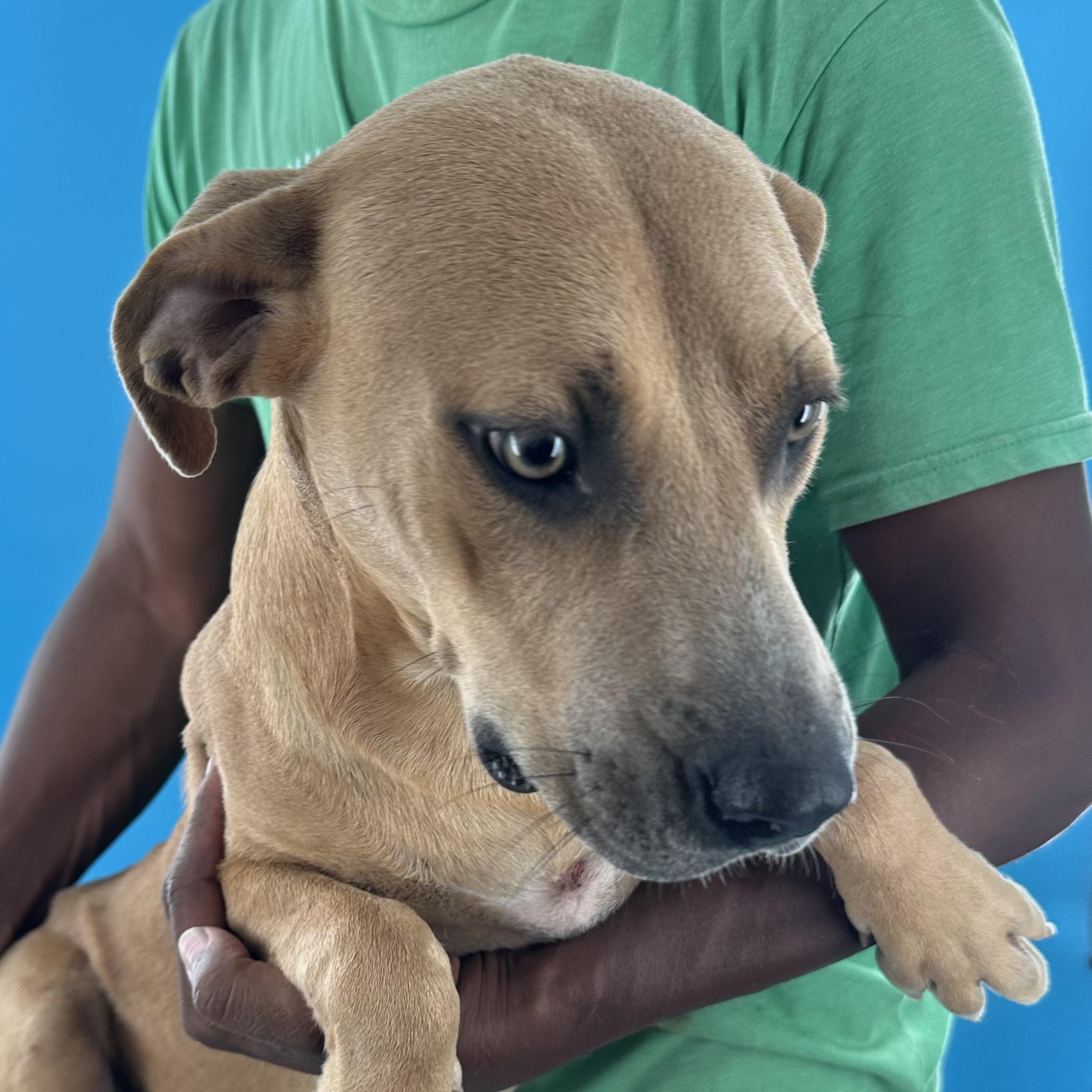 Enlarge Bradley - Local October 9-11, a Adoptable mixed breed in Happy Valley , OR image 3/5