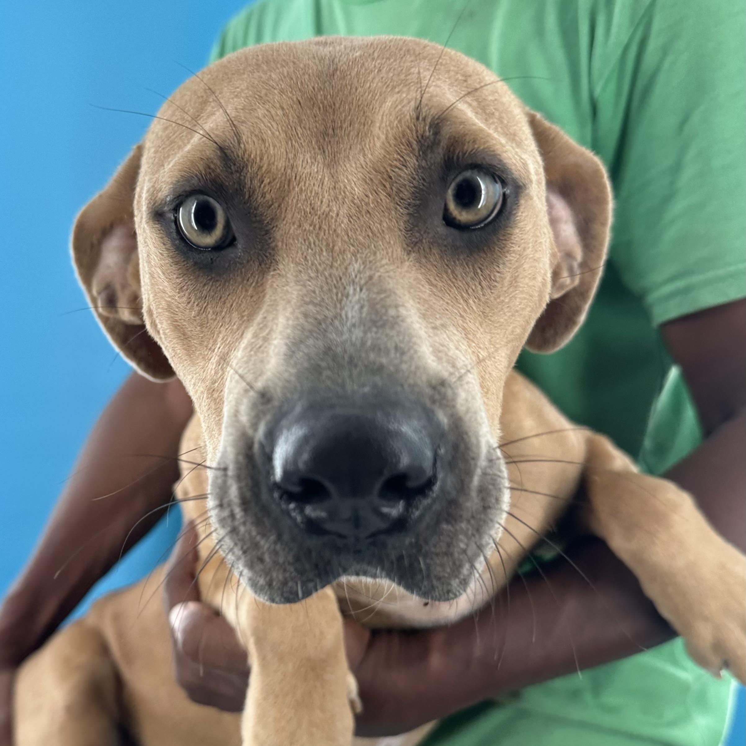 Enlarge Bradley - Local October 9-11, a Adoptable mixed breed in Happy Valley , OR image 5/5