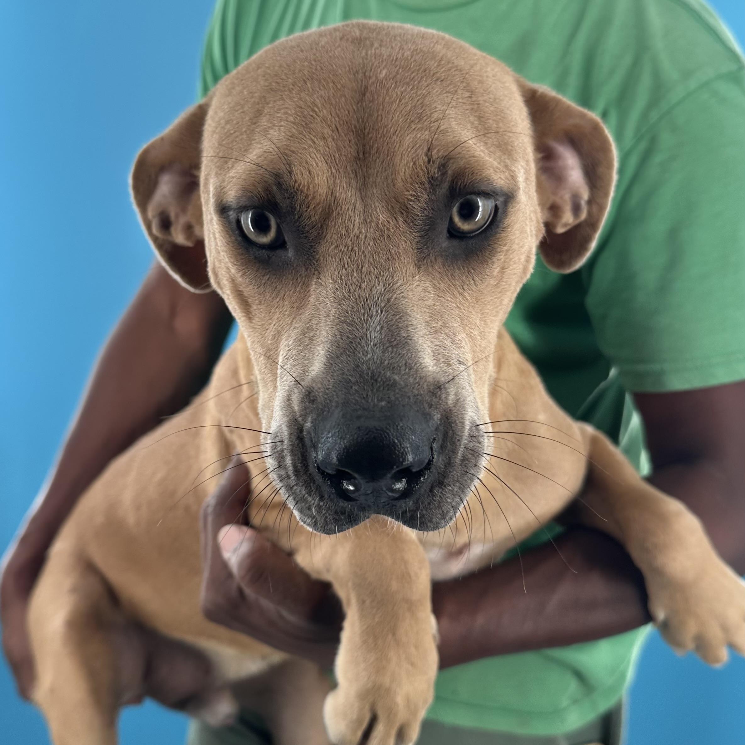 Enlarge Bradley - Local October 9-11, a Adoptable mixed breed in Happy Valley , OR image 4/5