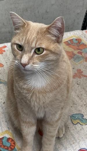 Enlarge Sebastian, an adopted mixed breed in Peapack, NJ image 1/1