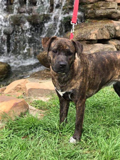 Tori, Adoptable, Senior Female Mastiff & Rottweiler.