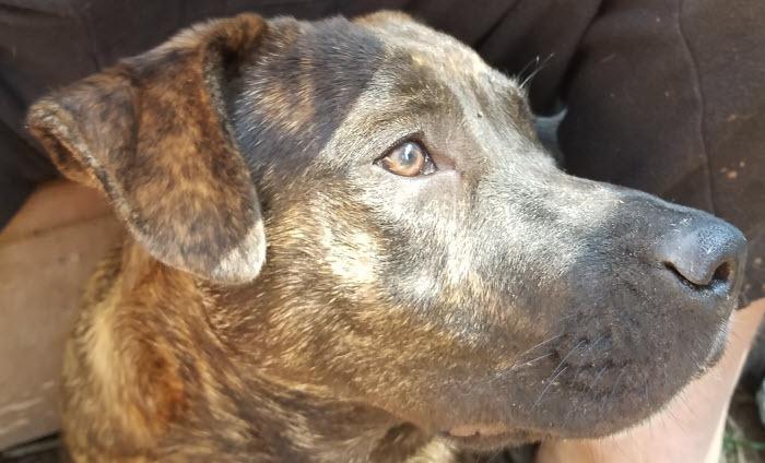 Enlarge Tori, a Adoptable mixed breed in Spring, TX image 5/6