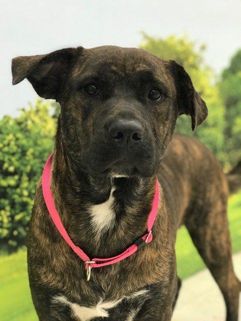 Enlarge Tori, a Adoptable mixed breed in Spring, TX image 6/6