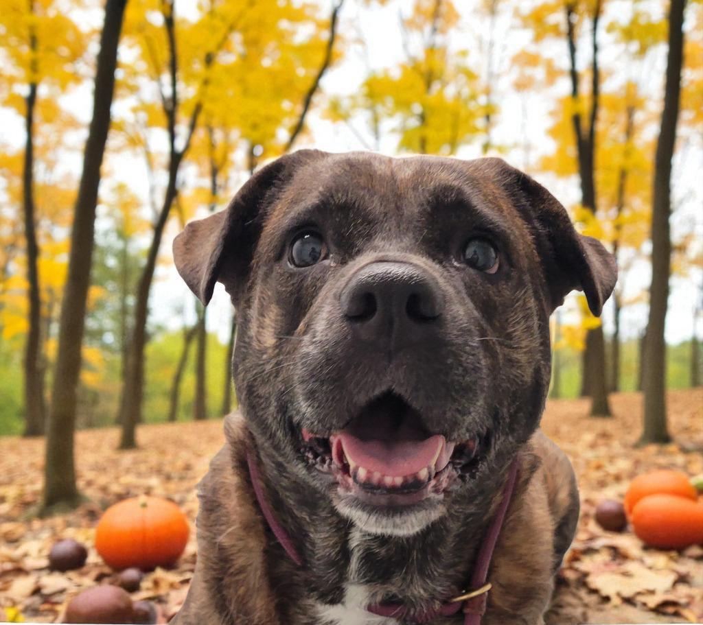 Enlarge Tori, a Adoptable mixed breed in Spring, TX image 5/6