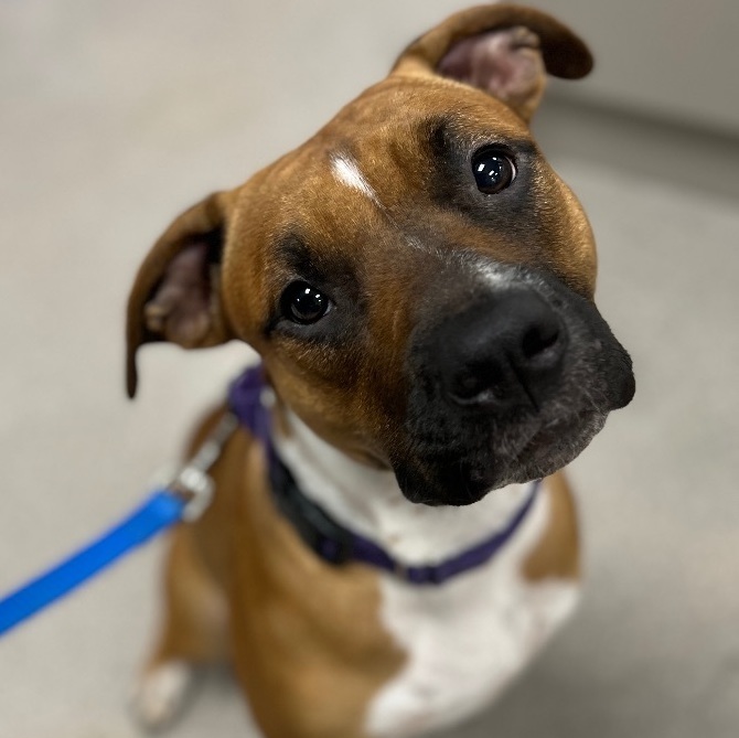 Enlarge Carmelo - Courtesy post, a Adopted mixed breed in Deltona, FL image 1/5