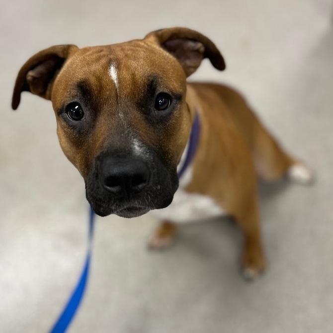 Enlarge Carmelo - Courtesy post, a Adopted mixed breed in Deltona, FL image 2/5