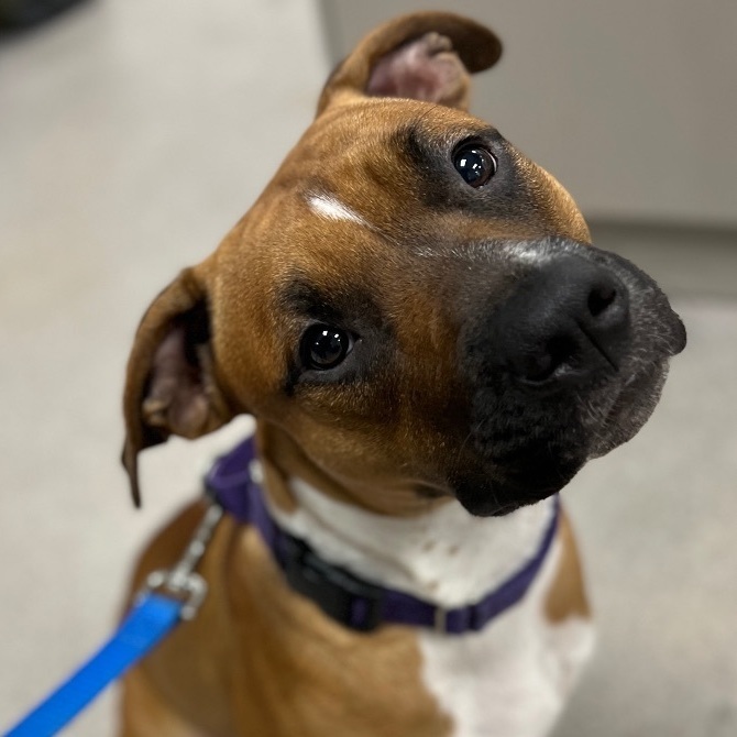 Enlarge Carmelo - Courtesy post, a Adopted mixed breed in Deltona, FL image 3/5