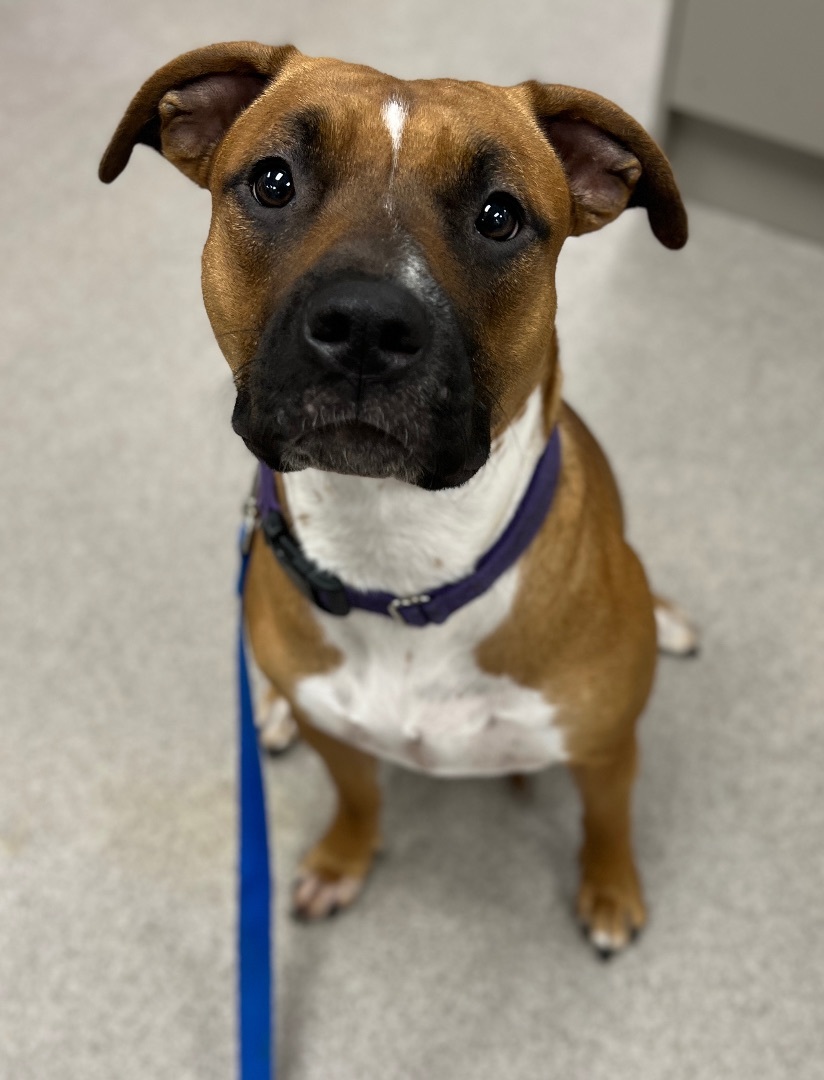 Enlarge Carmelo - Courtesy post, a Adopted mixed breed in Deltona, FL image 4/5