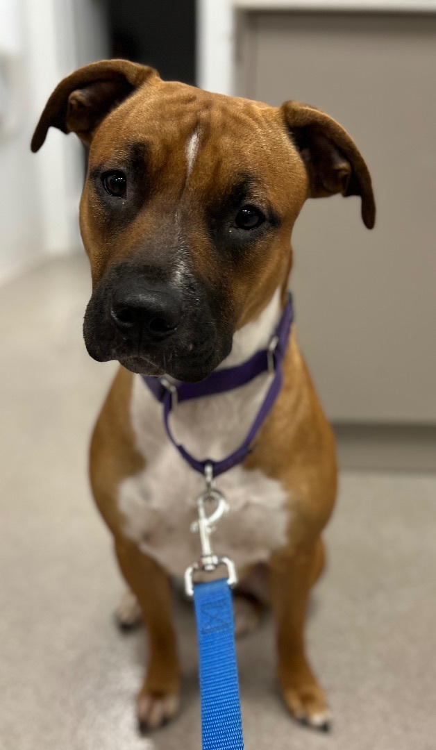 Enlarge Carmelo - Courtesy post, a Adopted mixed breed in Deltona, FL image 5/5