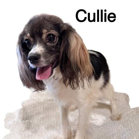 Cullie