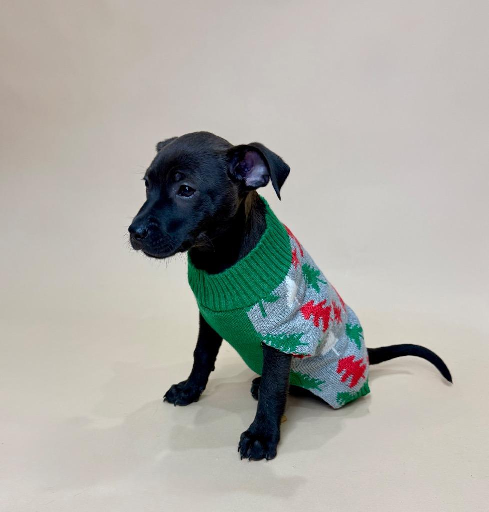 Cobbler, Adoptable, Puppy Male Chihuahua.