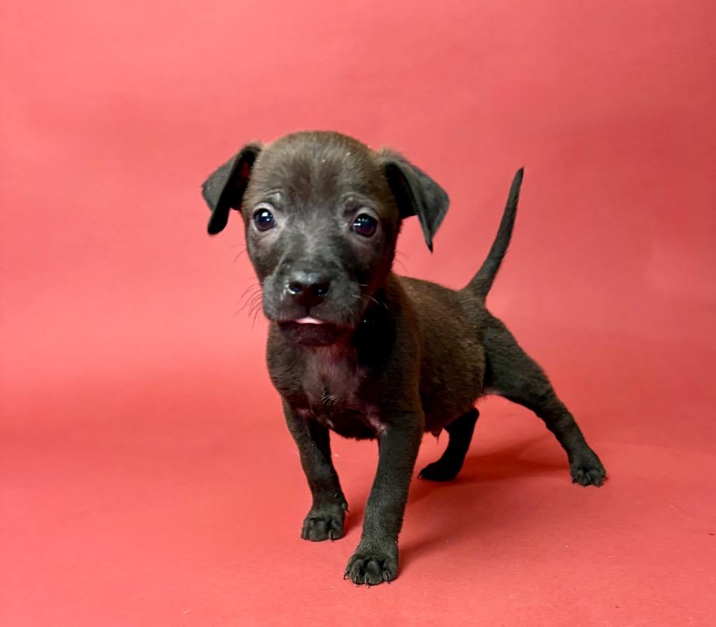 Cobbler, a Adoptable Chihuahua in Alvin, TX image 2/6