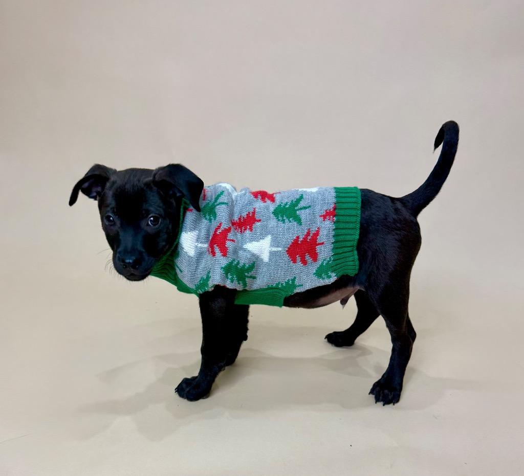 Cobbler, a Adoptable Chihuahua in Alvin, TX image 3/6