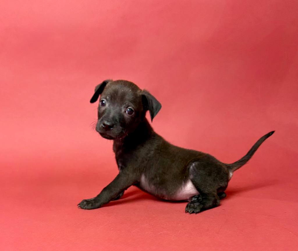 Cobbler, a Adoptable Chihuahua in Alvin, TX image 4/6