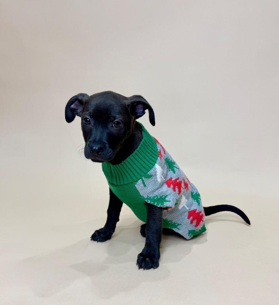 Cobbler, a Adoptable Chihuahua in Alvin, TX image 5/6